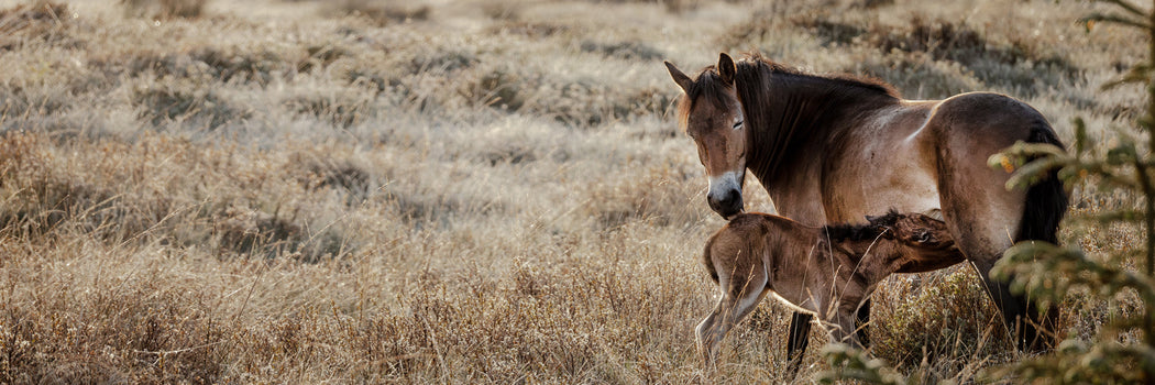 "Unbridled"