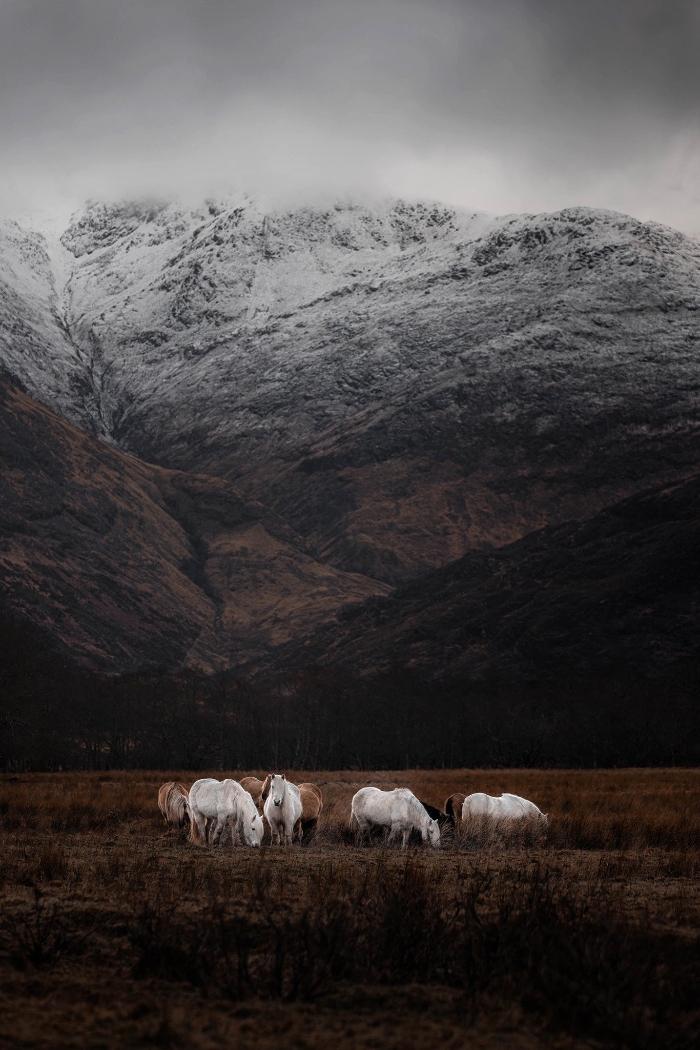 Horses grazing in a field with snow-capped mountains in the background
