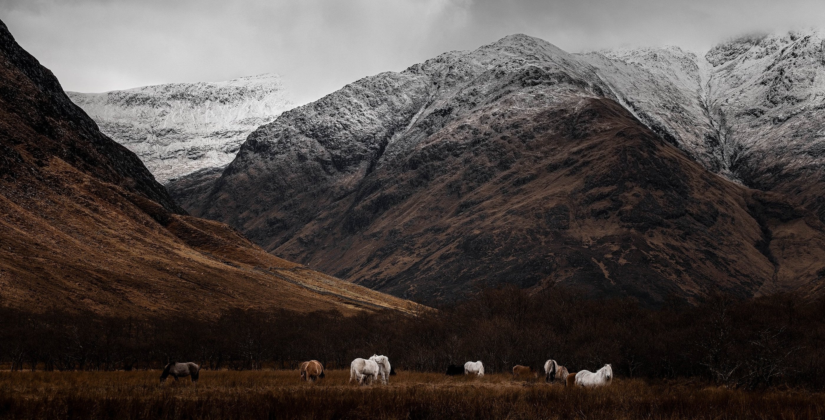 Equine wall art featuring a Highland pony in Scotland