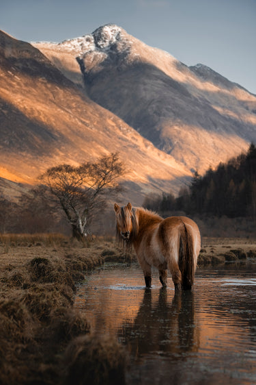 Equine wall art featuring a Highland pony in Scotland