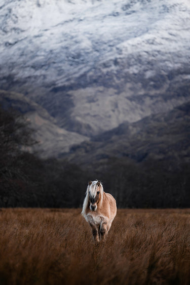 Equine wall art featuring a Highland pony in Scotland