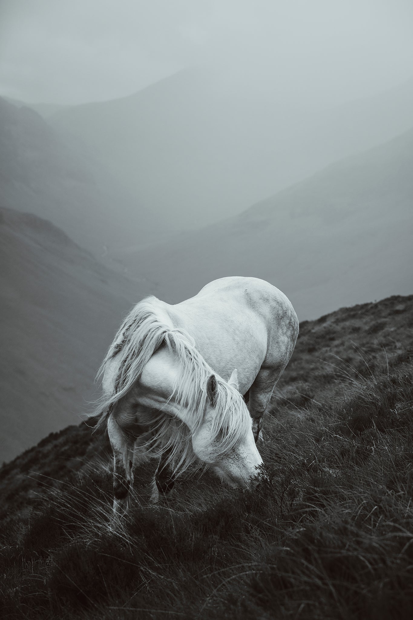 Horse on a hillside with a foggy mountainous background