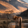 Equine wall art featuring a Highland pony in Scotland
