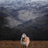 Equine wall art featuring a Highland pony in Scotland